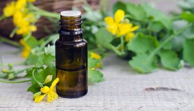 Celandin juice for the treatment of nail fungus