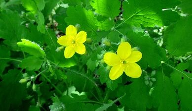 Celandine for the treatment of fungi on the nails