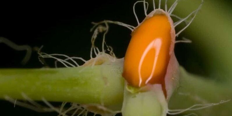 celandine juice to treat toenail fungus